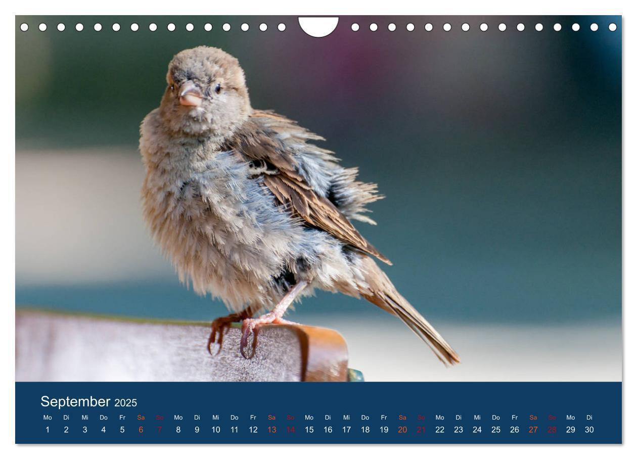 Bild: 9783435789399 | Spatzen-Kalender (Wandkalender 2025 DIN A4 quer), CALVENDO...