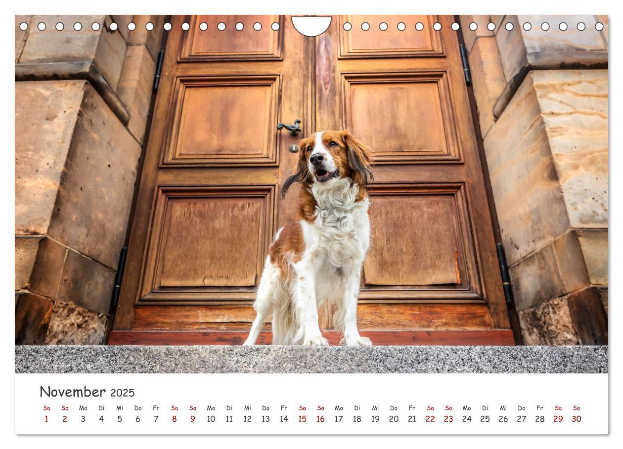 Bild: 9783457183526 | Berlin City Dogs - Berliner Hunde (Wandkalender 2025 DIN A4 quer),...