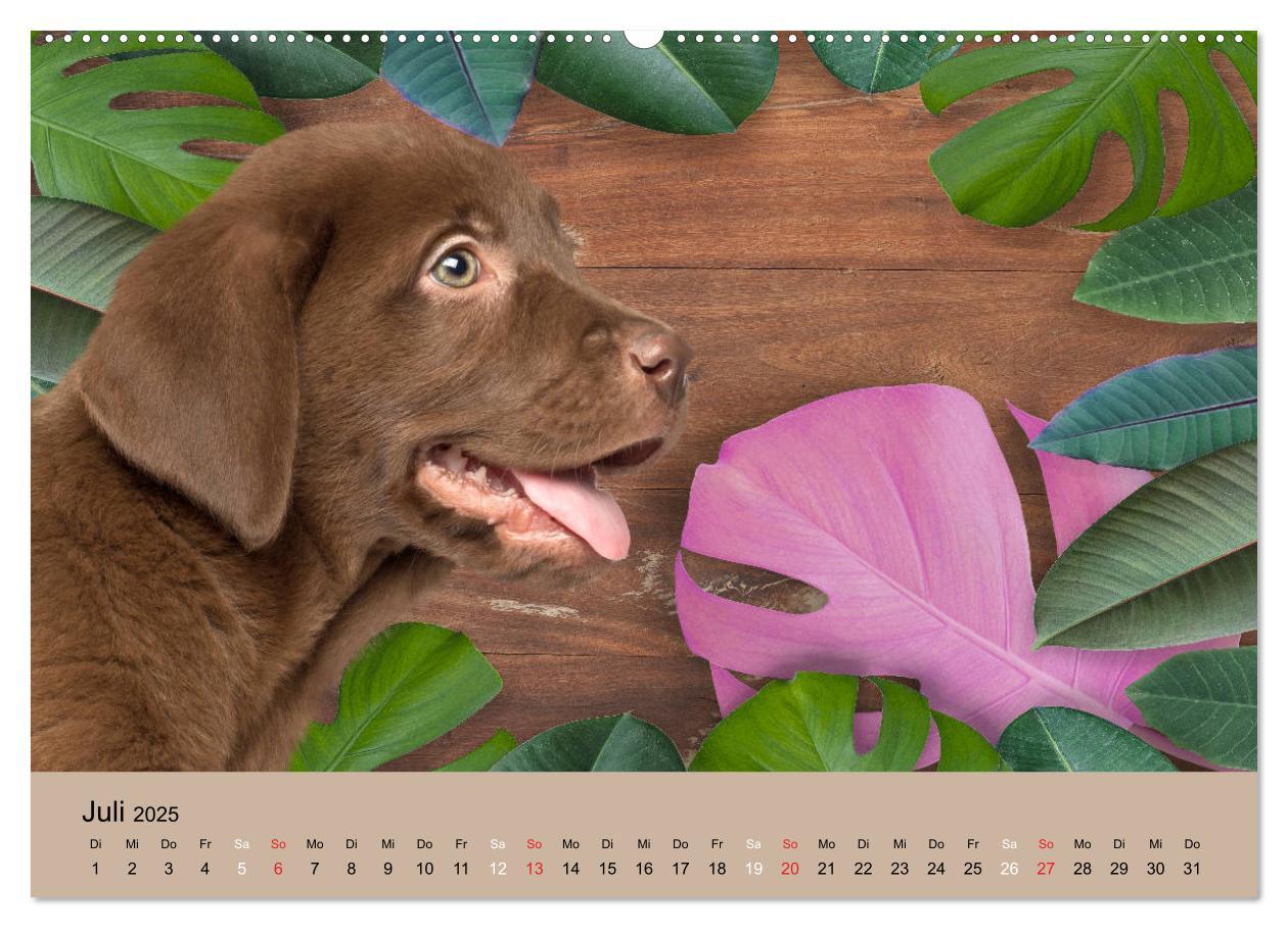 Bild: 9783435160860 | Labrador Retriever unsere Freunde (Wandkalender 2025 DIN A2 quer),...