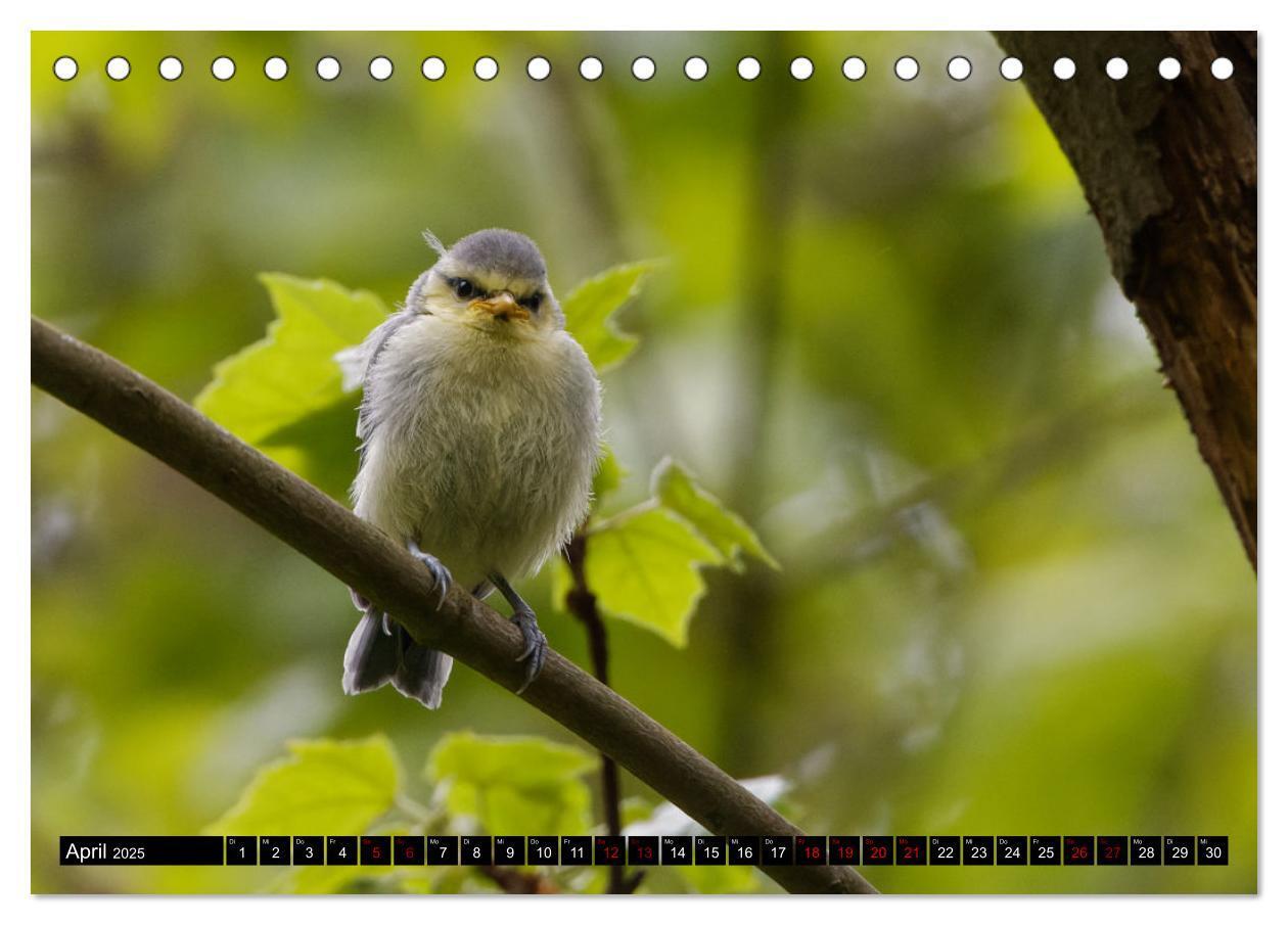 Bild: 9783435024612 | Vogelkinder - Junge Wildvögel (Tischkalender 2025 DIN A5 quer),...