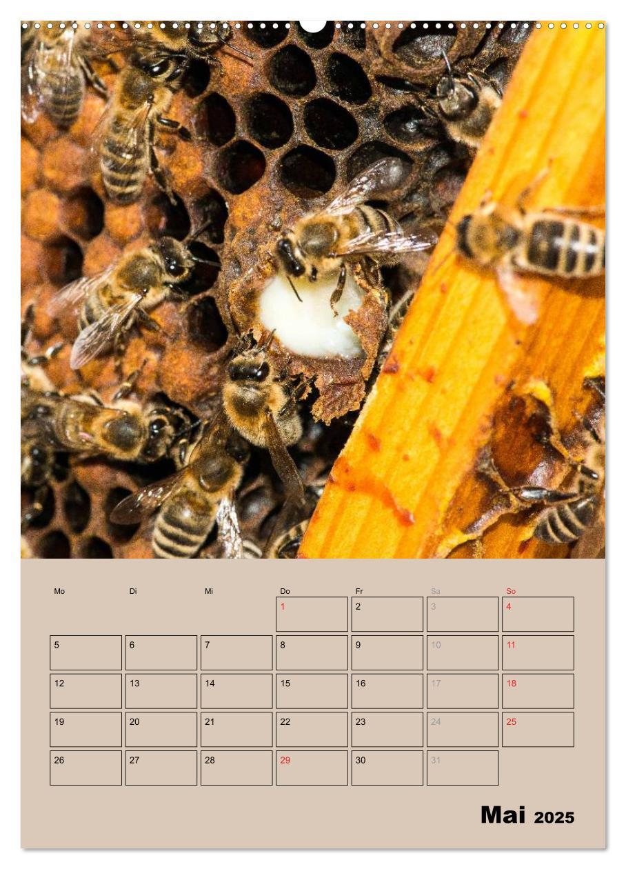 Bild: 9783457051443 | Bienenplaner (Wandkalender 2025 DIN A2 hoch), CALVENDO Monatskalender