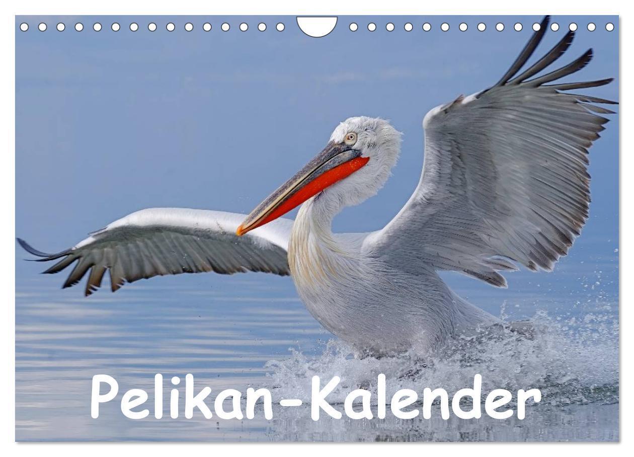 Cover: 9783383495960 | Pelikan-Kalender (Wandkalender 2024 DIN A4 quer), CALVENDO...