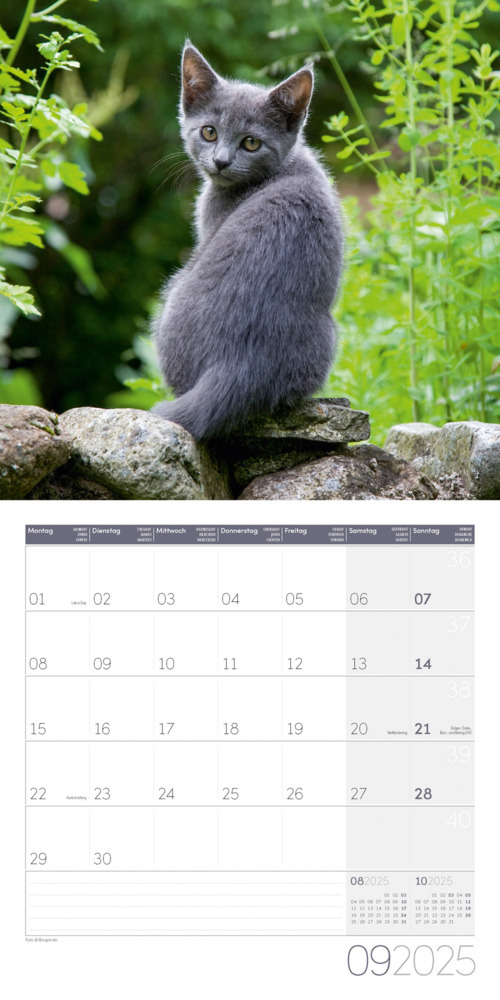 Bild: 9783838445205 | Katzen Kalender 2025 - 30x30 | Ackermann Kunstverlag | Kalender | 2025