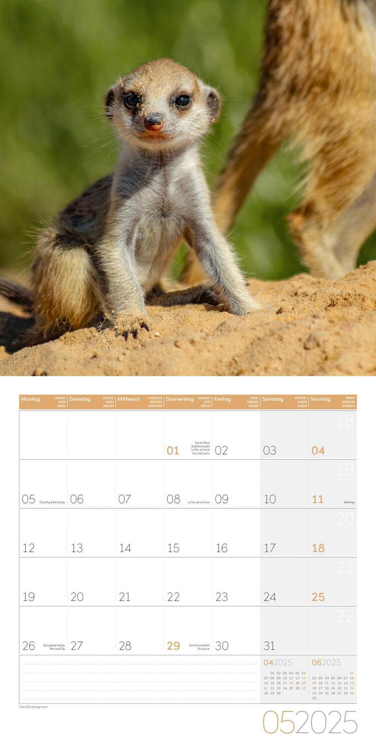 Bild: 9783838445328 | Erdmännchen Kalender 2025 - 30x30 | Ackermann Kunstverlag | Kalender