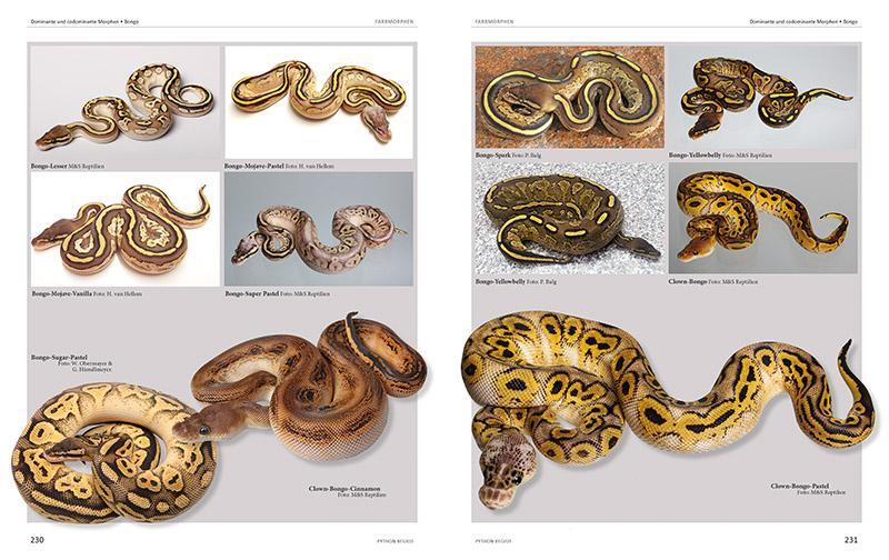 Bild: 9783866594036 | Python regius | Atlas der Farbmorphen | Stefan Broghammer | Buch