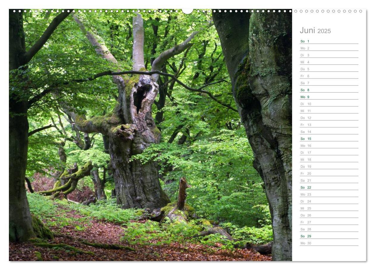 Bild: 9783435541850 | Im Deutschen Wald 2025 - ein Notizkalender (Wandkalender 2025 DIN...