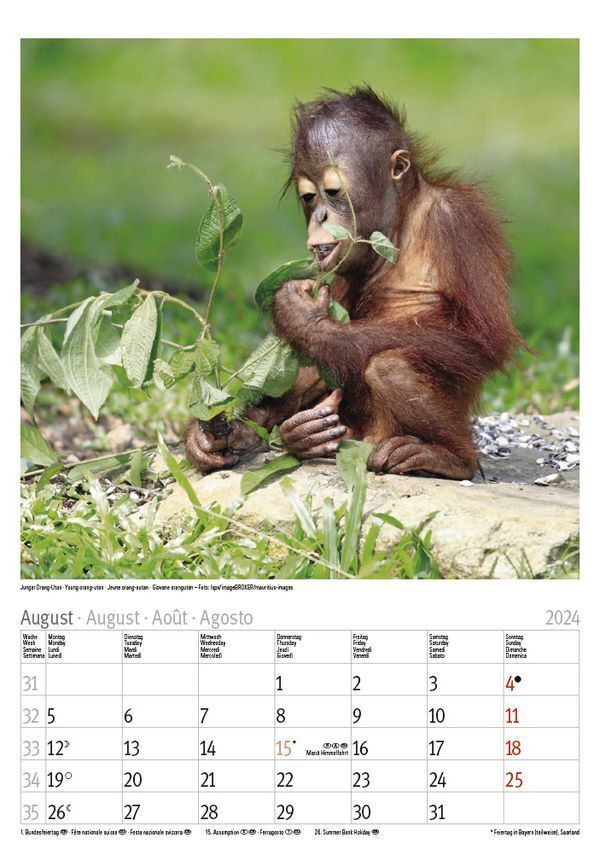 Bild: 9783731869009 | Tierkinder 2024 | Korsch Verlag | Kalender | Spiralbindung | 13 S.