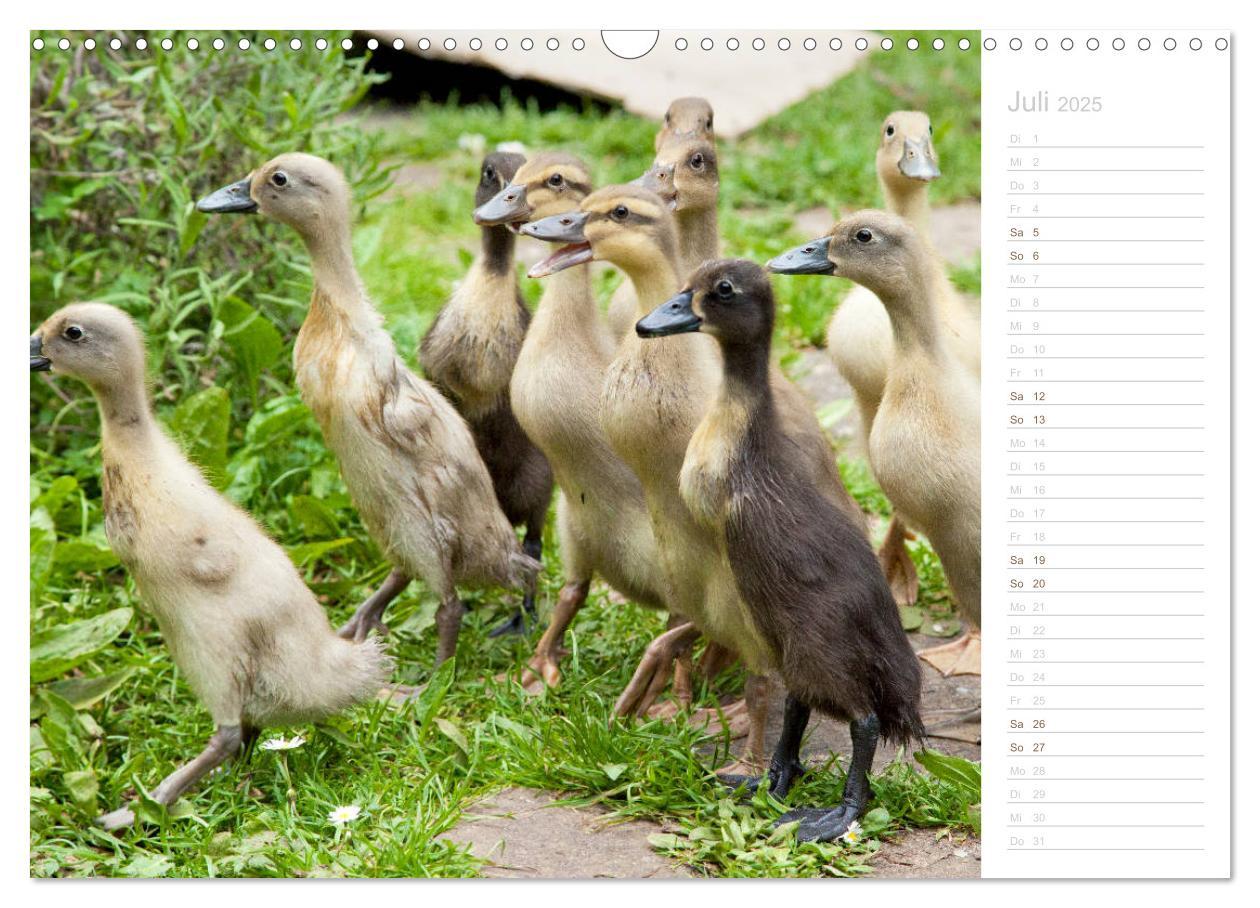 Bild: 9783435300549 | Laufenten - tierisch liebenswerte Zeitgenossen (Wandkalender 2025...