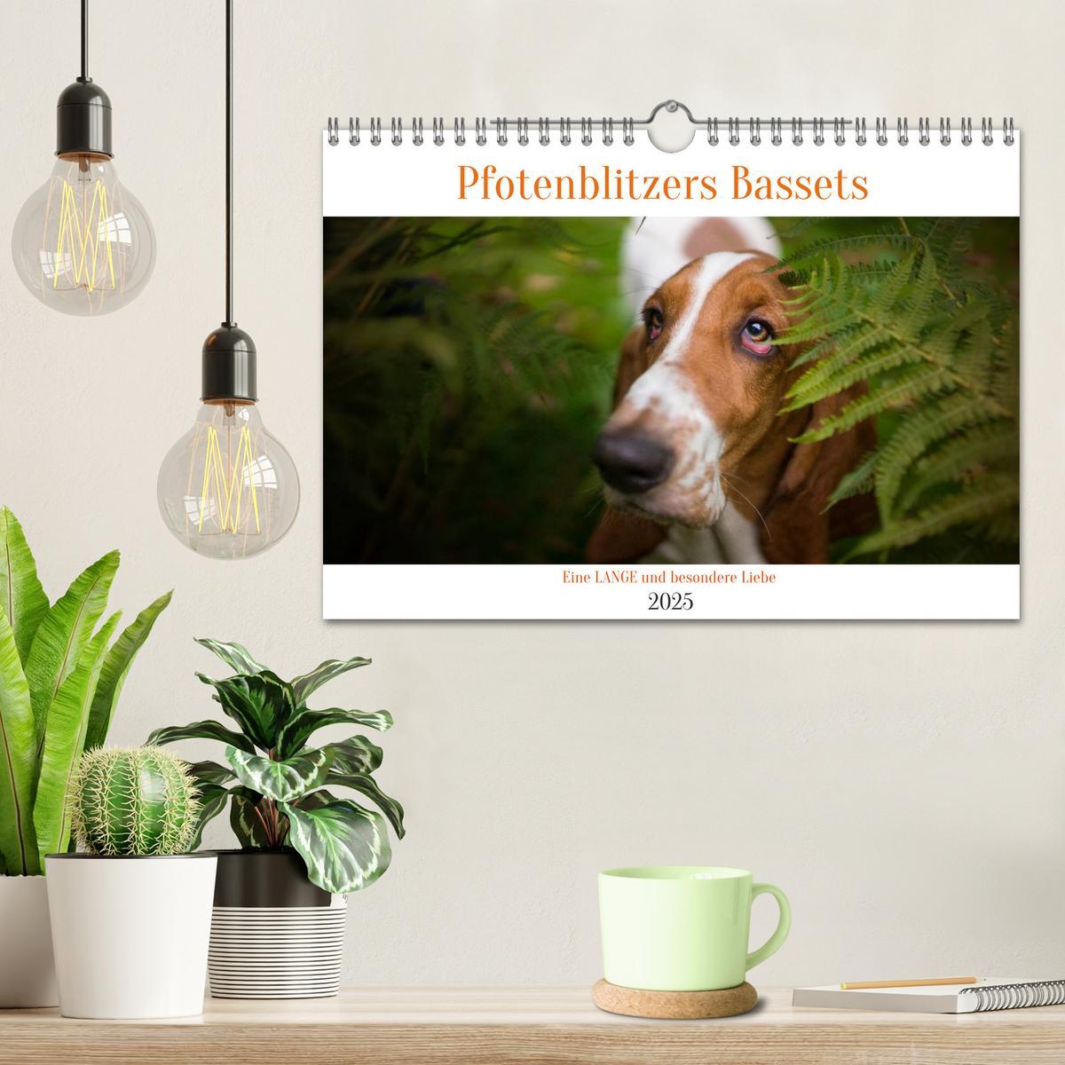 Bild: 9783457183274 | Der Basset, eine LANGE und besondere Liebe (Wandkalender 2025 DIN...