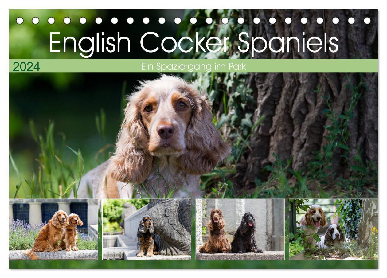 Cover: 9783675756816 | English Cocker Spaniels - Ein Spaziergang im Park (Tischkalender...