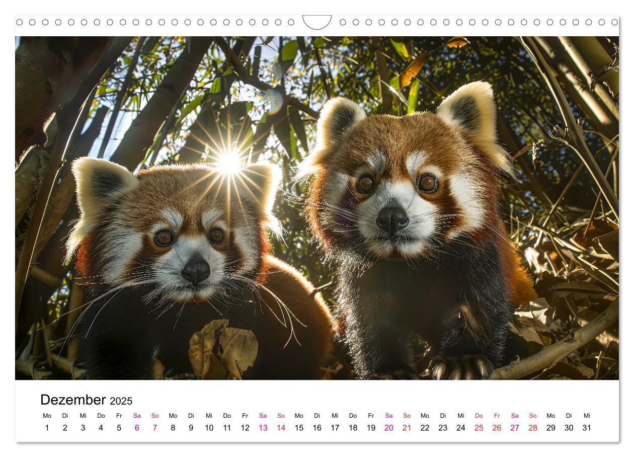 Bild: 9783457137185 | Der Rote Panda (Wandkalender 2025 DIN A3 quer), CALVENDO...