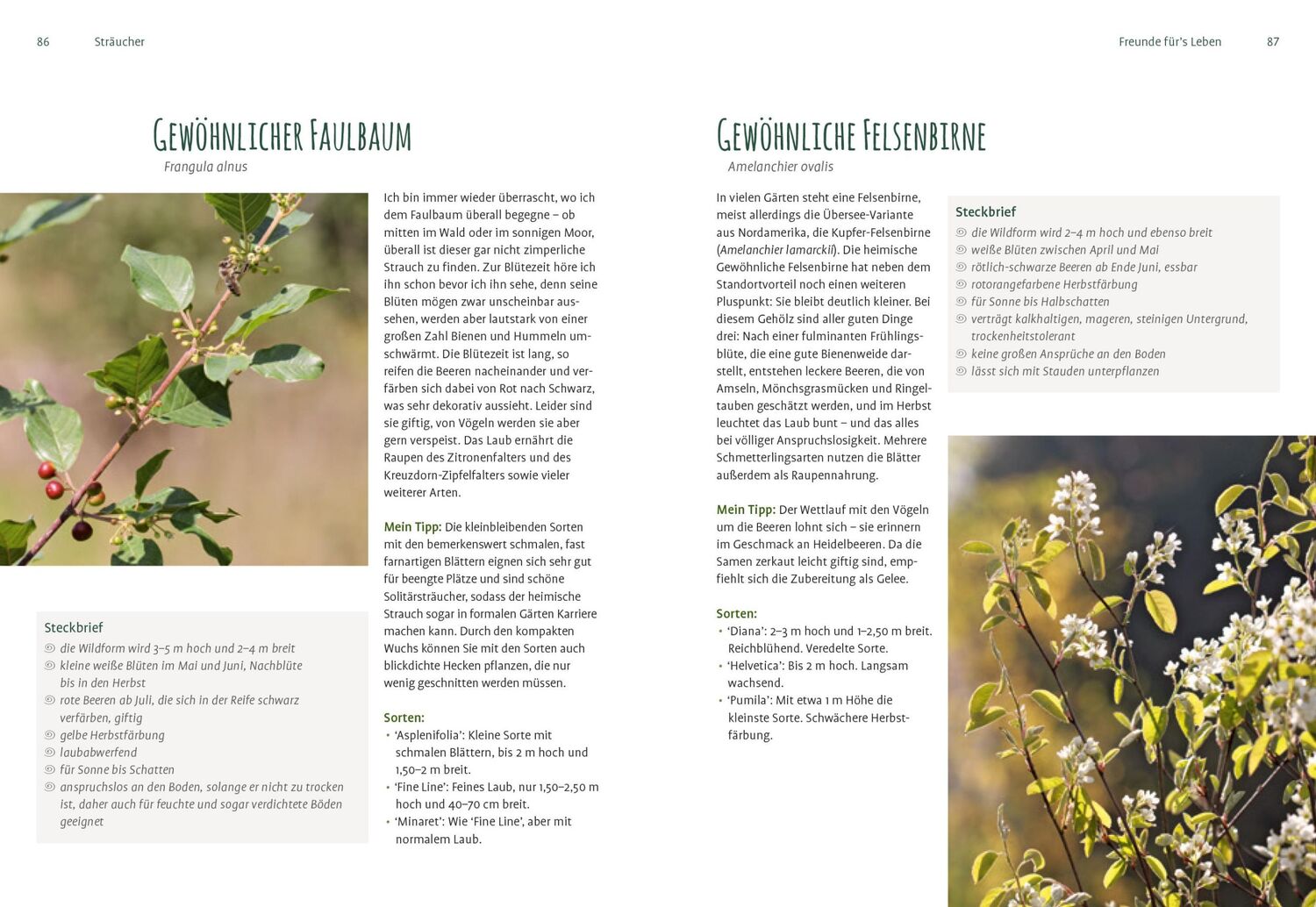 Bild: 9783818613655 | Heimische Pflanzen für den Garten | Elke Schwarzer | Taschenbuch