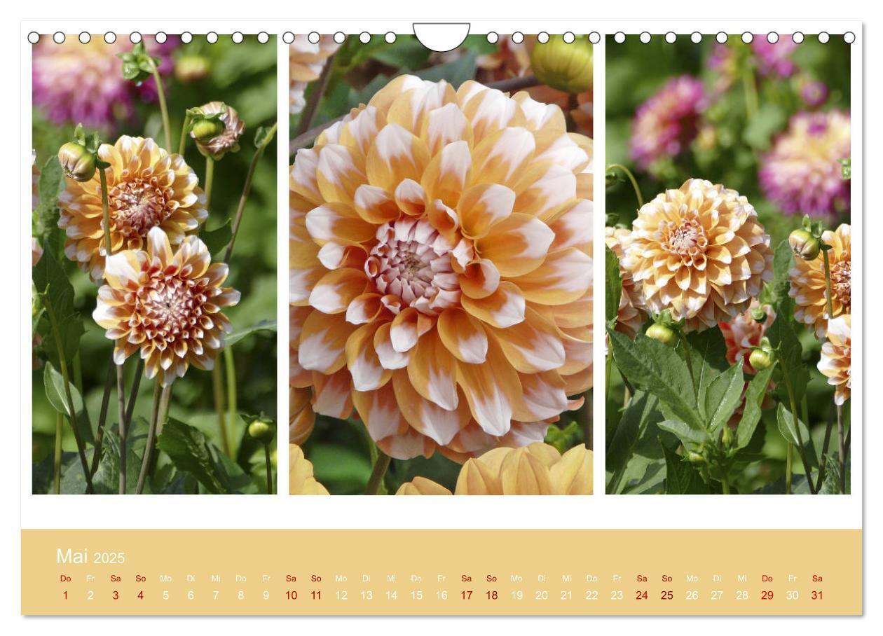 Bild: 9783435376674 | Dahlien-Triplets (Wandkalender 2025 DIN A4 quer), CALVENDO...