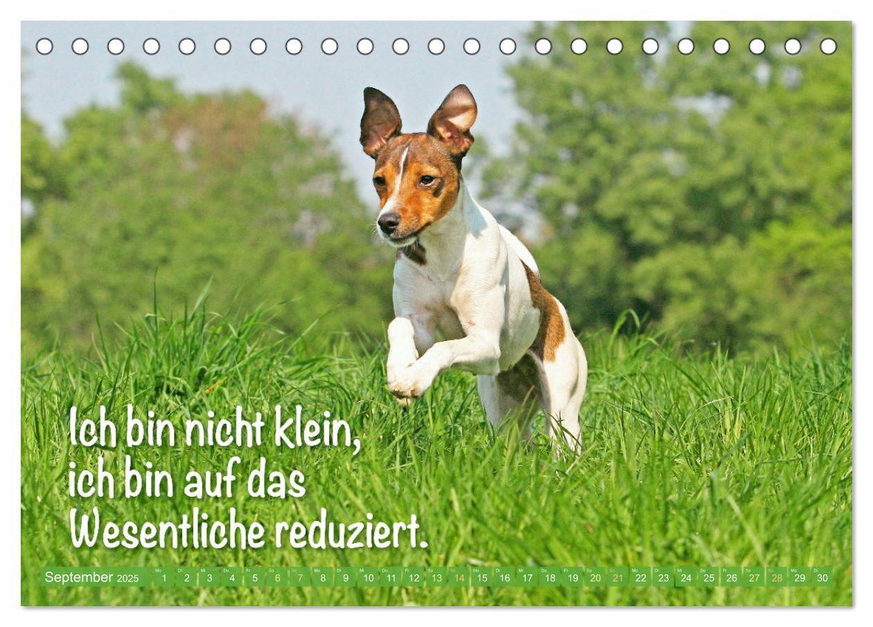 Bild: 9783457199855 | Jack Russell Terrier: flink und verspielt (Tischkalender 2025 DIN...