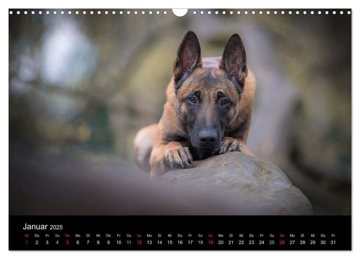 Bild: 9783435643127 | Belgischer Schäferhund - Der Malinois (Wandkalender 2025 DIN A3...