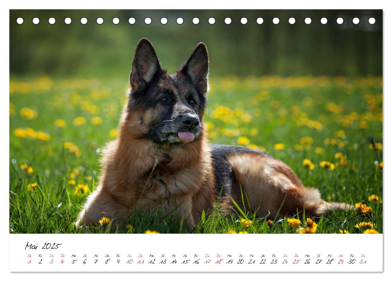 Bild: 9783435686360 | Deutsche Schäferhunde - Traumhunde (Tischkalender 2025 DIN A5...