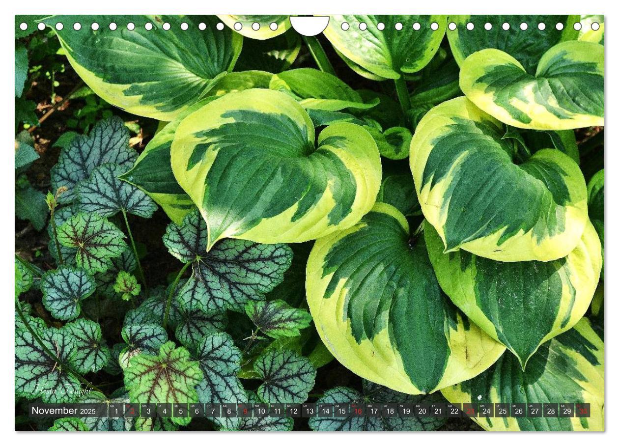 Bild: 9783435576814 | Hosta Staude mit Herz (Wandkalender 2025 DIN A4 quer), CALVENDO...