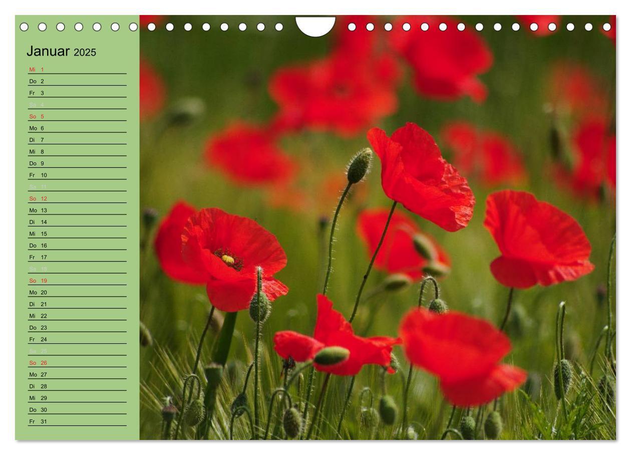 Bild: 9783435842339 | Mohnblumen Träume (Wandkalender 2025 DIN A4 quer), CALVENDO...