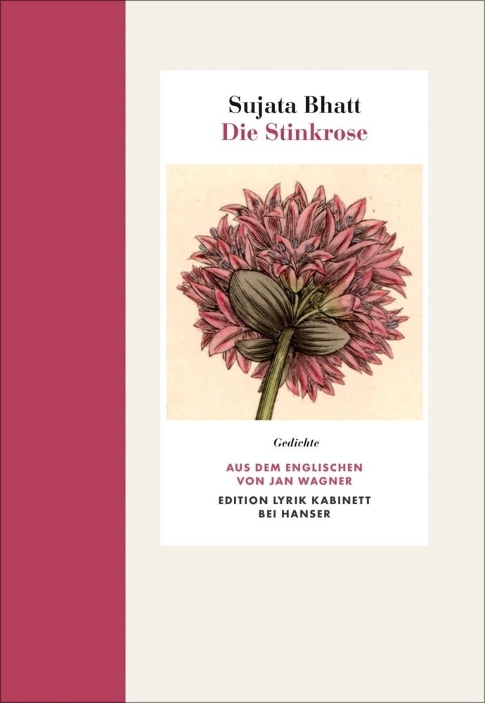 Cover: 9783446265561 | Die Stinkrose | Gedichte. Edition Lyrik Kabinett | Sujata Bhatt | Buch