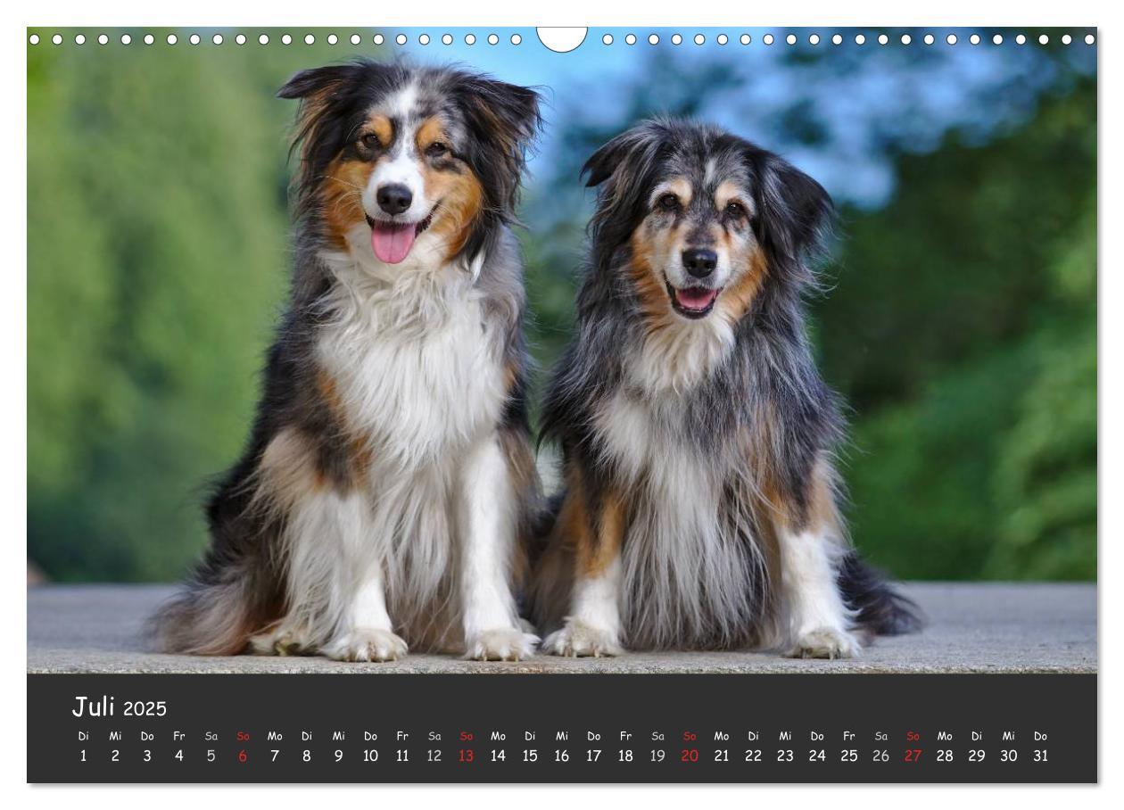 Bild: 9783435582327 | Australian Shepherd - Augenblicke (Wandkalender 2025 DIN A3 quer),...