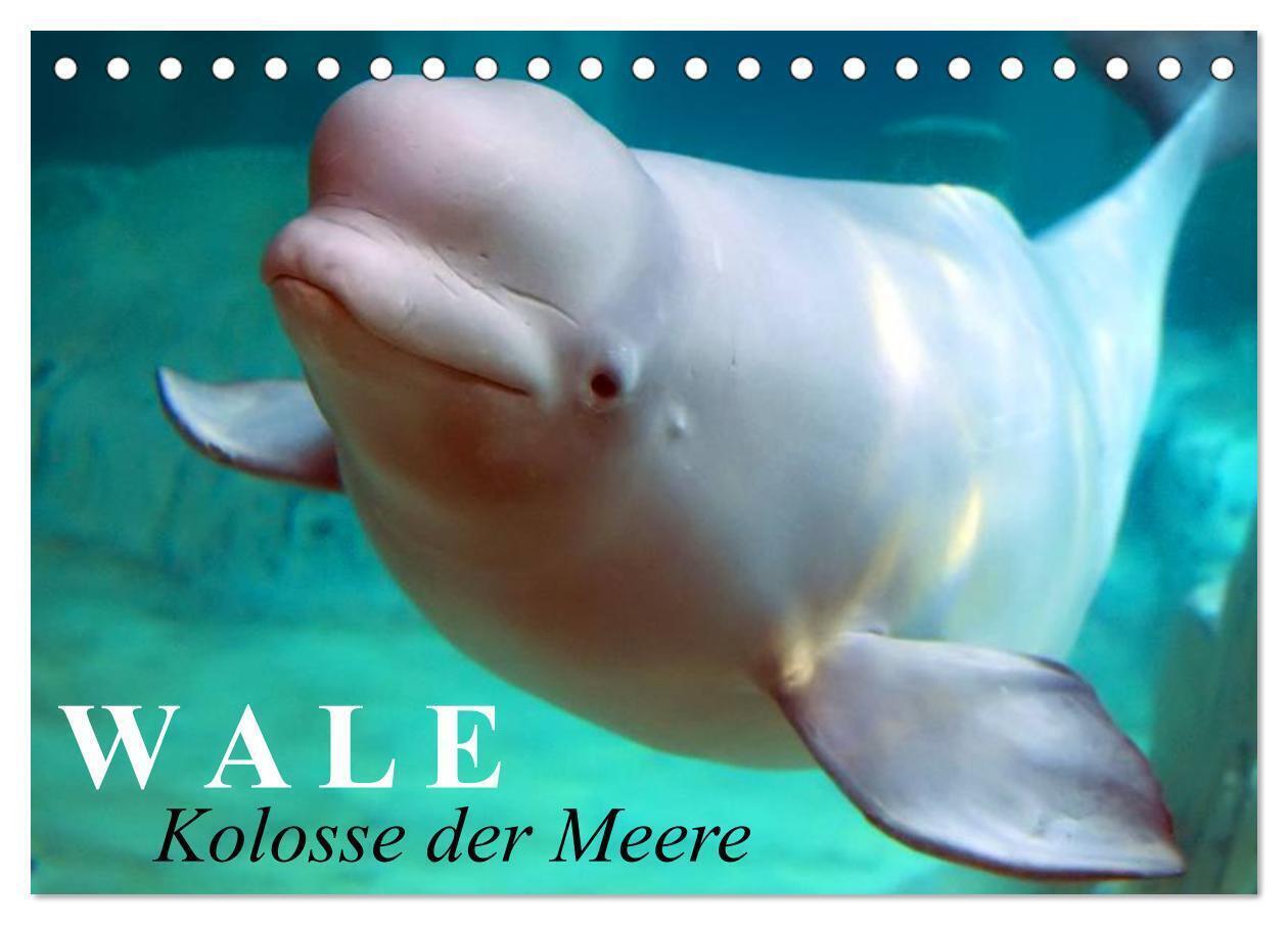 Cover: 9783383485152 | Wale - Kolosse der Meere (Tischkalender 2024 DIN A5 quer), CALVENDO...