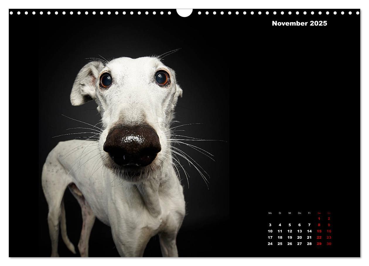 Bild: 9783435228522 | Die Stimme der Windhunde (Wandkalender 2025 DIN A3 quer), CALVENDO...