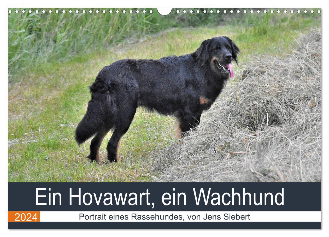 Cover: 9783675951563 | Ein Hovawart, ein Wachhund (Wandkalender 2024 DIN A3 quer),...