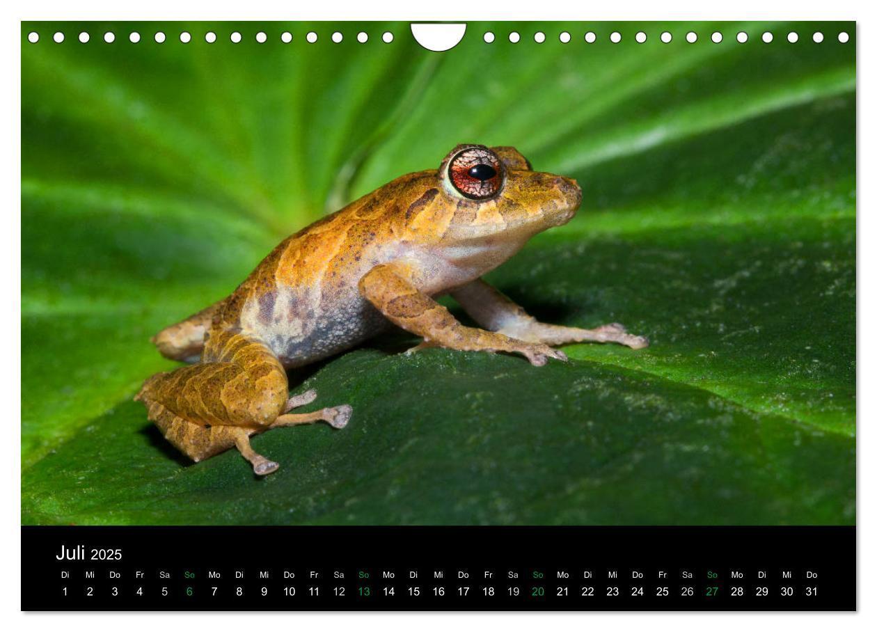 Bild: 9783435491520 | Costa Rica - Faszination Frösche (Wandkalender 2025 DIN A4 quer),...