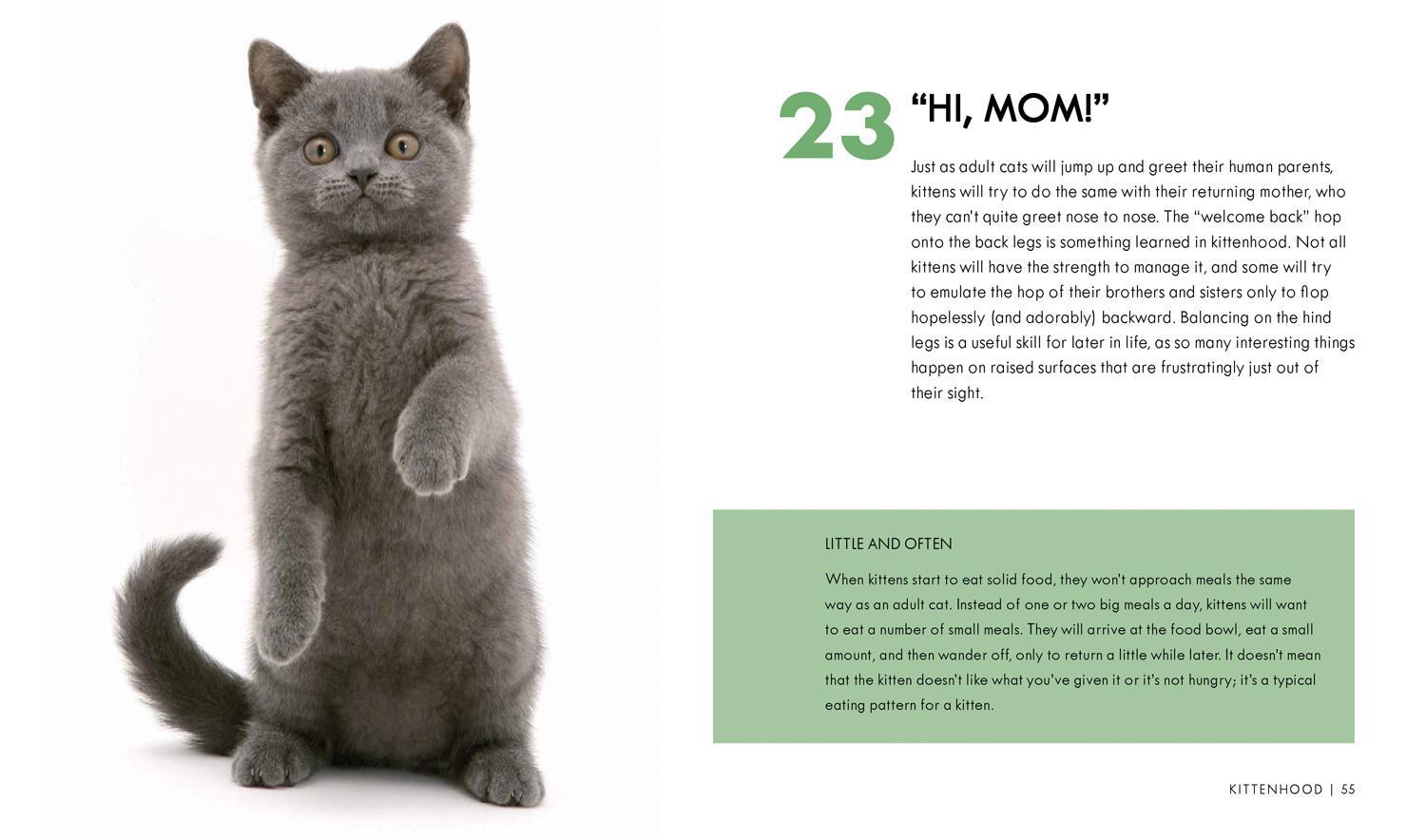 Bild: 9781911163404 | Cat Body Language | 100 Ways to Read Their Signals | Trevor Warner