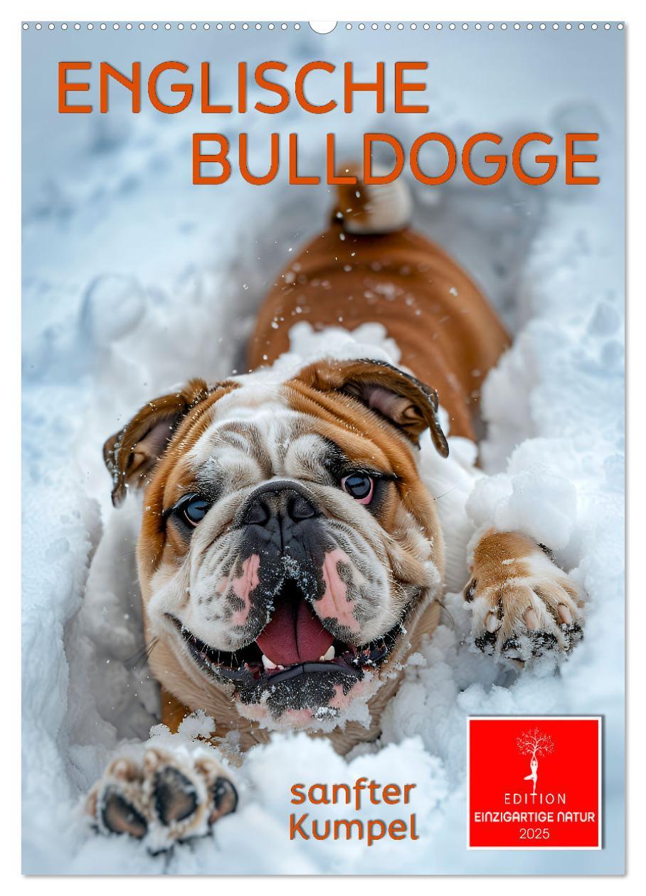 Cover: 9783457175729 | Englische Bulldogge - sanfter Kumpel (Wandkalender 2025 DIN A2...