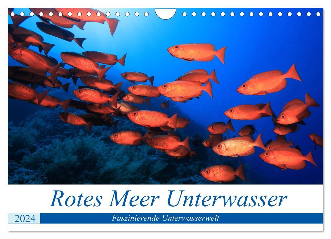 Cover: 9783675528109 | Rotes Meer Unterwasser (Wandkalender 2024 DIN A4 quer), CALVENDO...