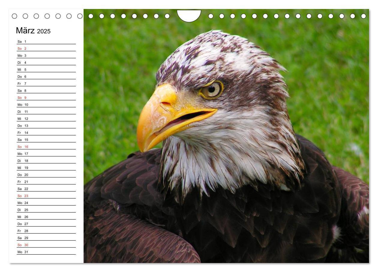 Bild: 9783435510337 | Weißkopfseeadler. Symbol der Freiheit (Wandkalender 2025 DIN A4...