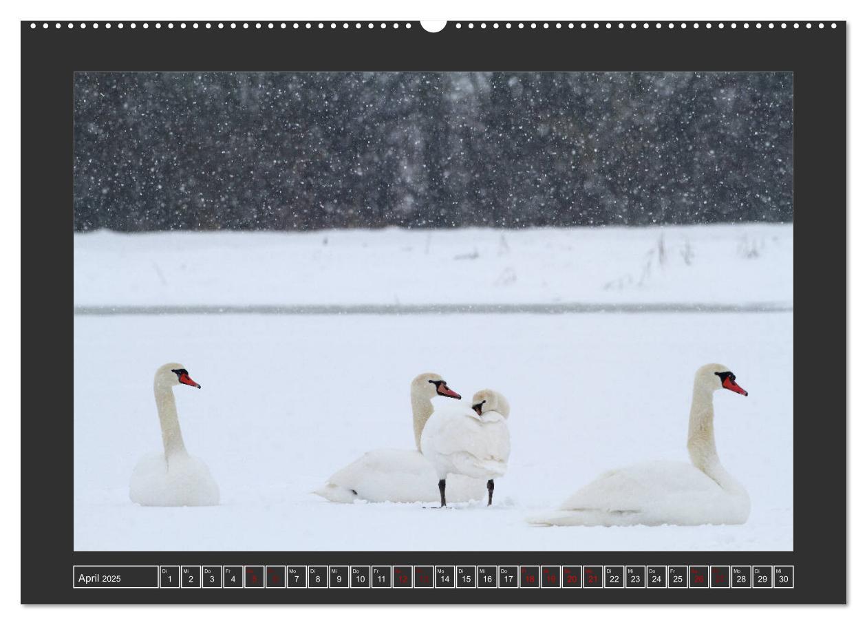 Bild: 9783435169481 | Winterzauber - Tiere in Eis und Schnee (Wandkalender 2025 DIN A2...