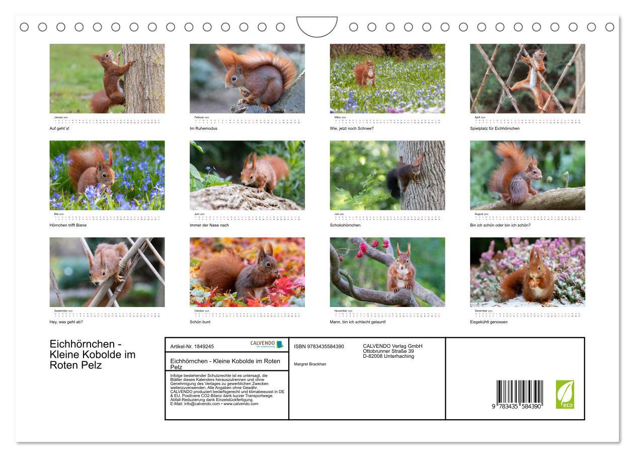 Bild: 9783435584390 | Eichhörnchen - Kleine Kobolde im Roten Pelz (Wandkalender 2025 DIN...