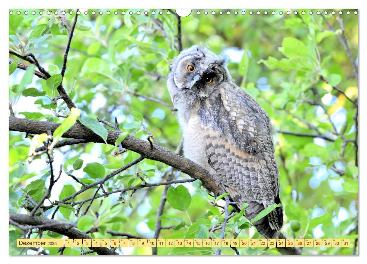 Bild: 9783435110469 | Eulenkinder - Kleine Waldohreulen entdecken die Welt (Wandkalender...