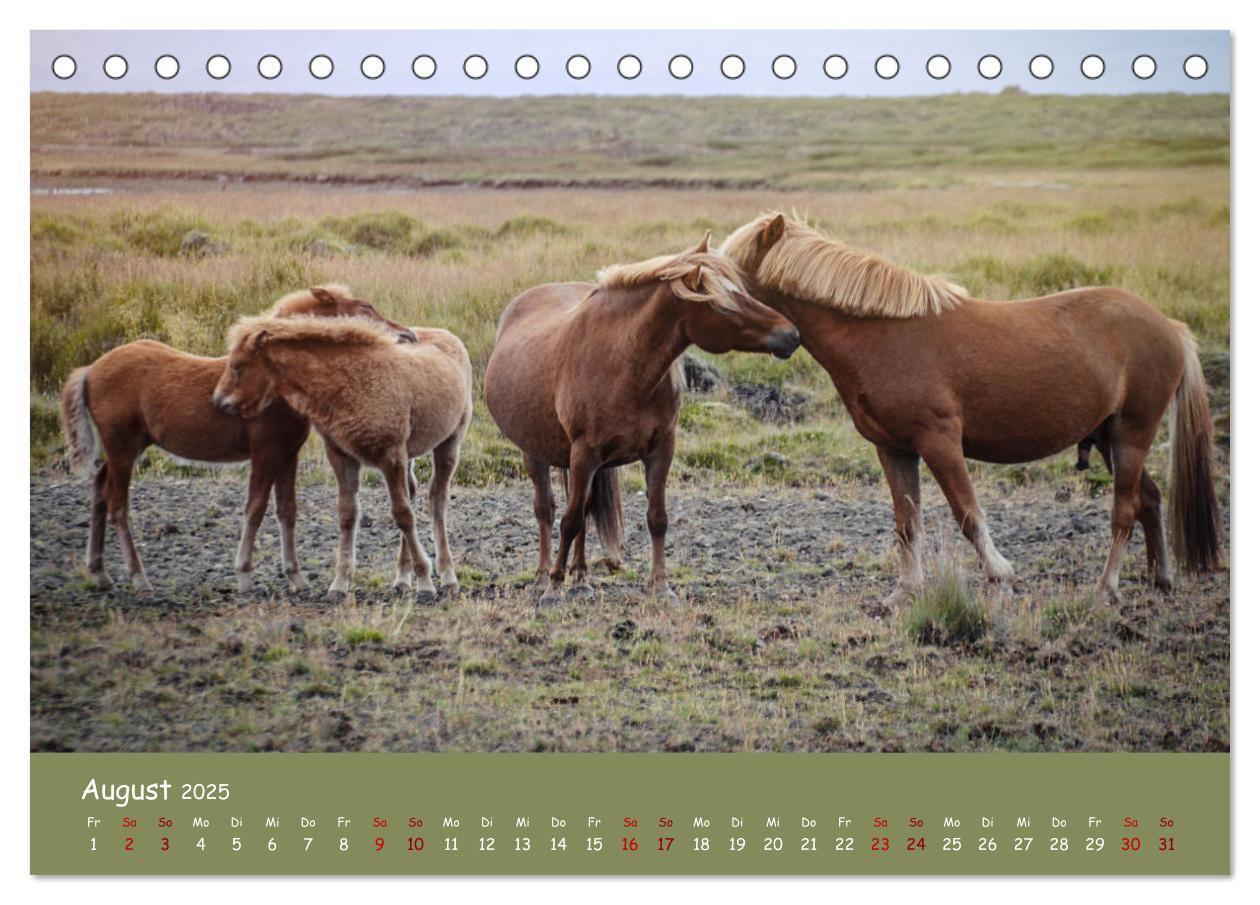 Bild: 9783435070893 | Das Islandpferd (Tischkalender 2025 DIN A5 quer), CALVENDO...