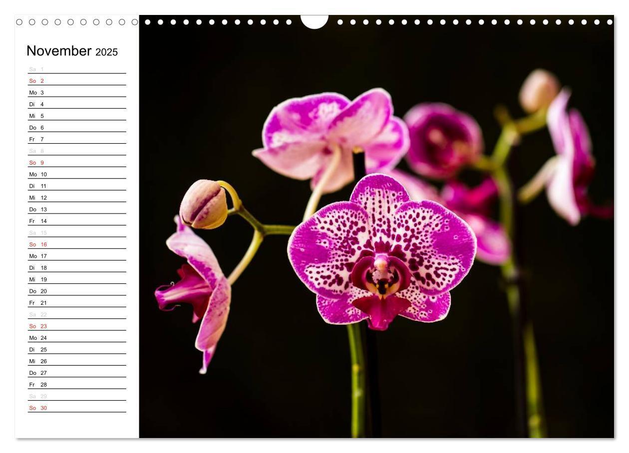 Bild: 9783435553303 | Blütenzauber Orchideen (Wandkalender 2025 DIN A3 quer), CALVENDO...