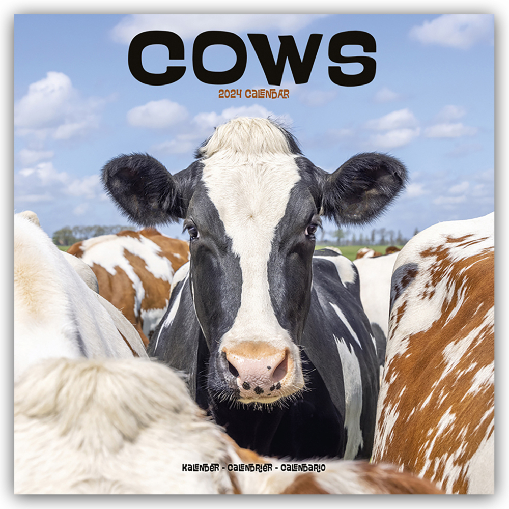 Cover: 9781804601341 | Cows - Kühe 2024 - 16-Monatskalender | Avonside Publishing Ltd | 13 S.
