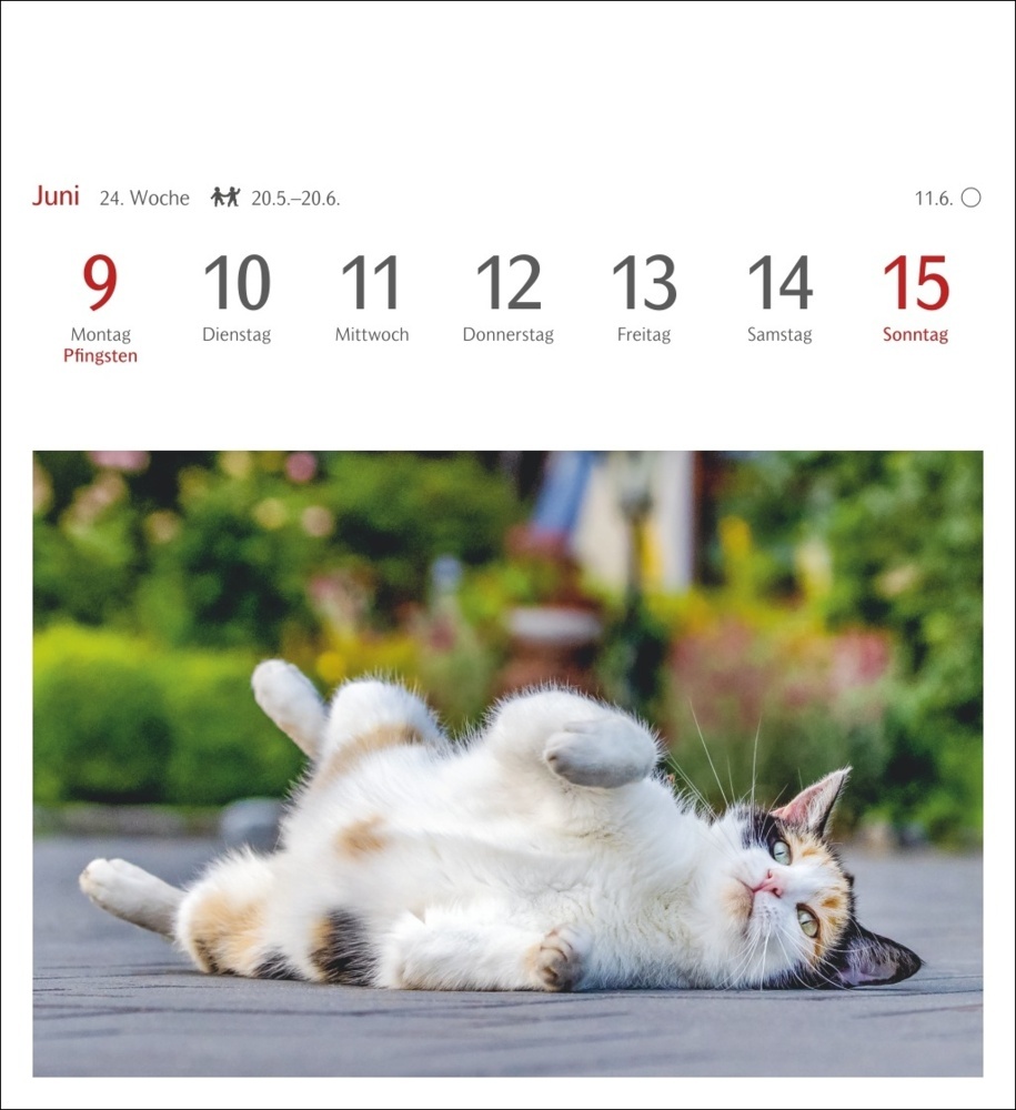 Bild: 9783840033490 | Katzen Postkartenkalender 2025 - Wochenkalender mit 53 Postkarten