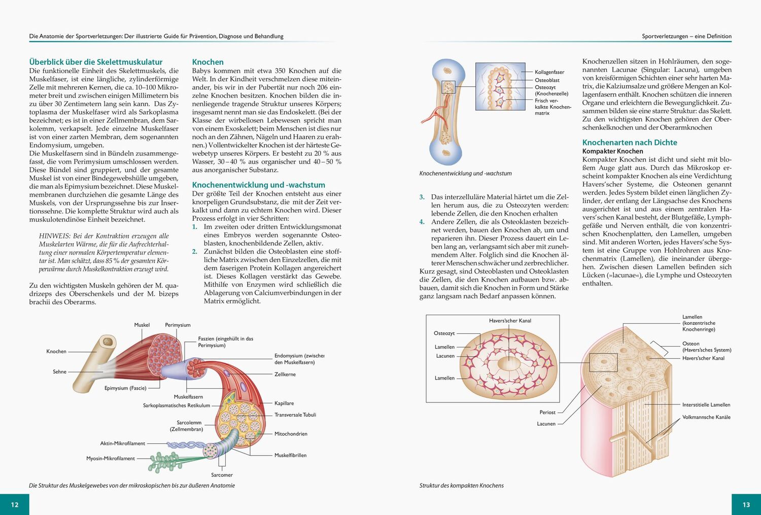 Bild: 9783767912335 | Die Anatomie der Sportverletzungen | Brad Walker | Taschenbuch | 2018