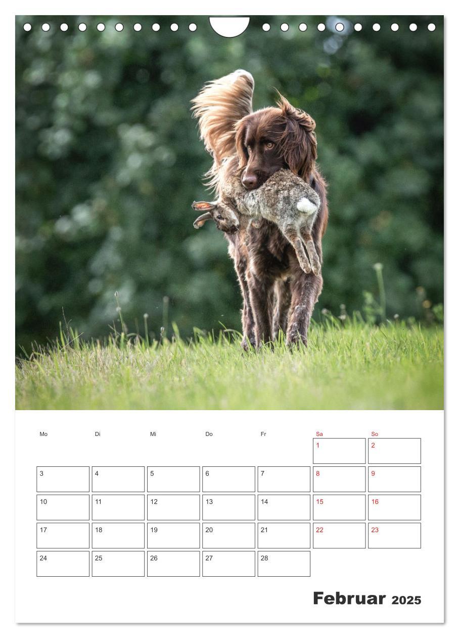 Bild: 9783457163382 | Geboren um zu Jagen. Der kleine Münsterländer (Wandkalender 2025...