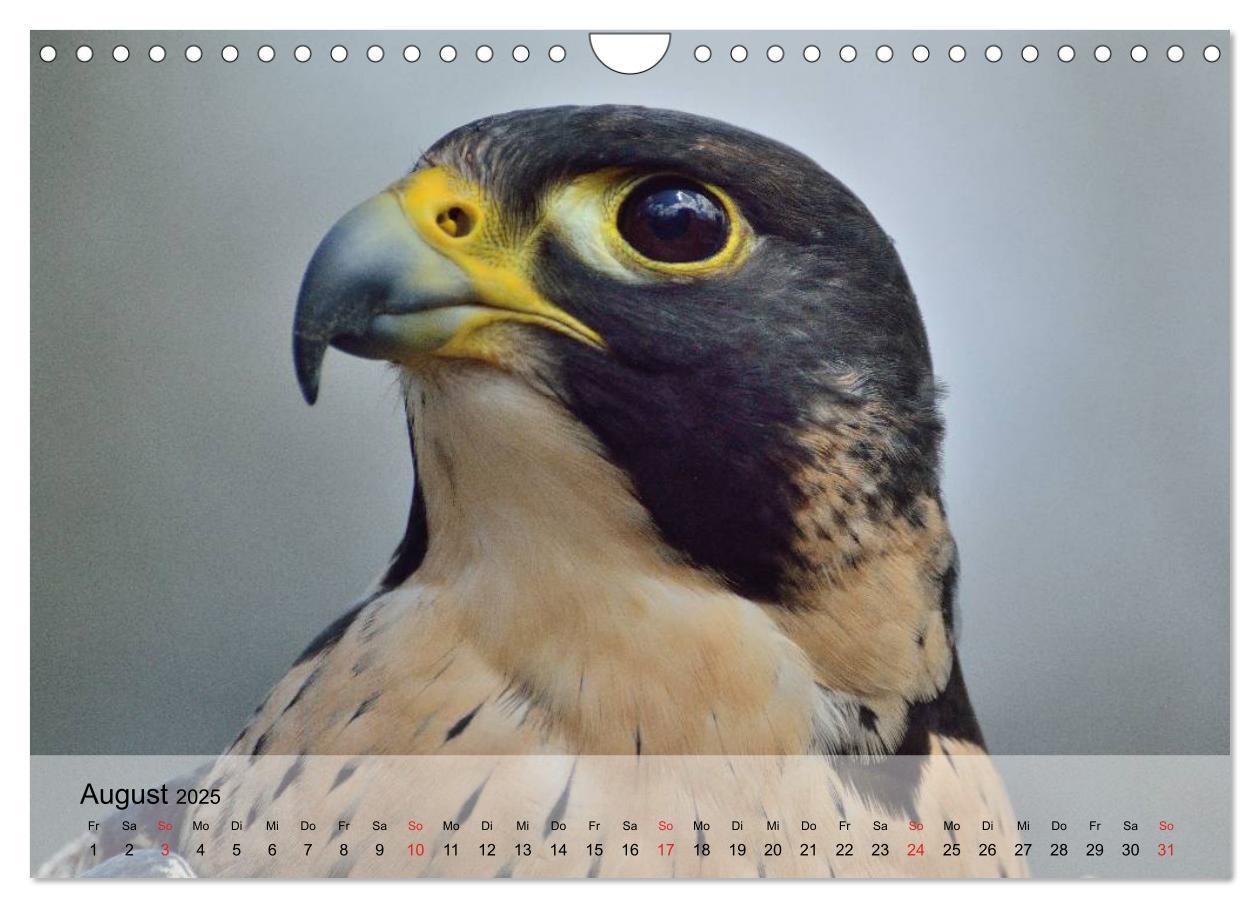 Bild: 9783435651450 | Falken und Greifvögel. Edle Jäger (Wandkalender 2025 DIN A4 quer),...