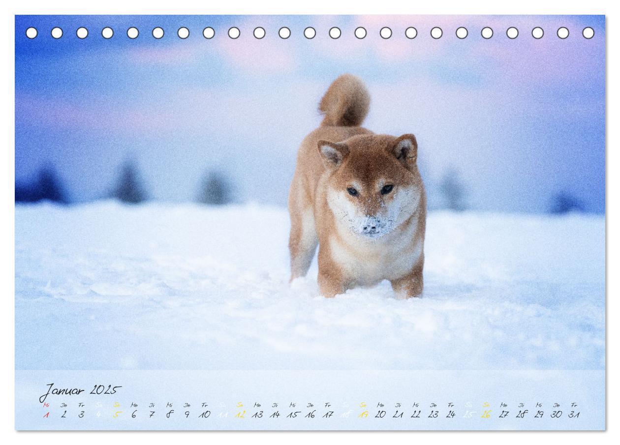 Bild: 9783435050956 | Shiba Inu - mutig, treu, selbstbewusst (Tischkalender 2025 DIN A5...