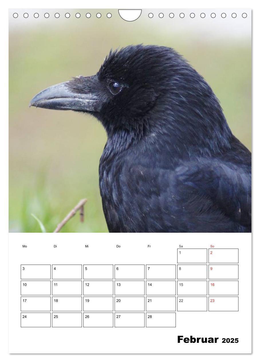 Bild: 9783457021088 | Rabenvögel Terminplaner (Wandkalender 2025 DIN A4 hoch), CALVENDO...