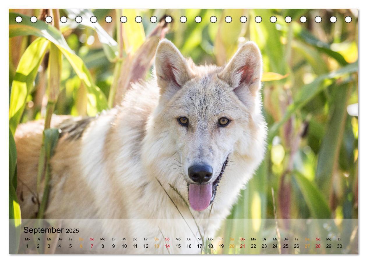 Bild: 9783435410262 | Wolfshunde 2025 (Tischkalender 2025 DIN A5 quer), CALVENDO...