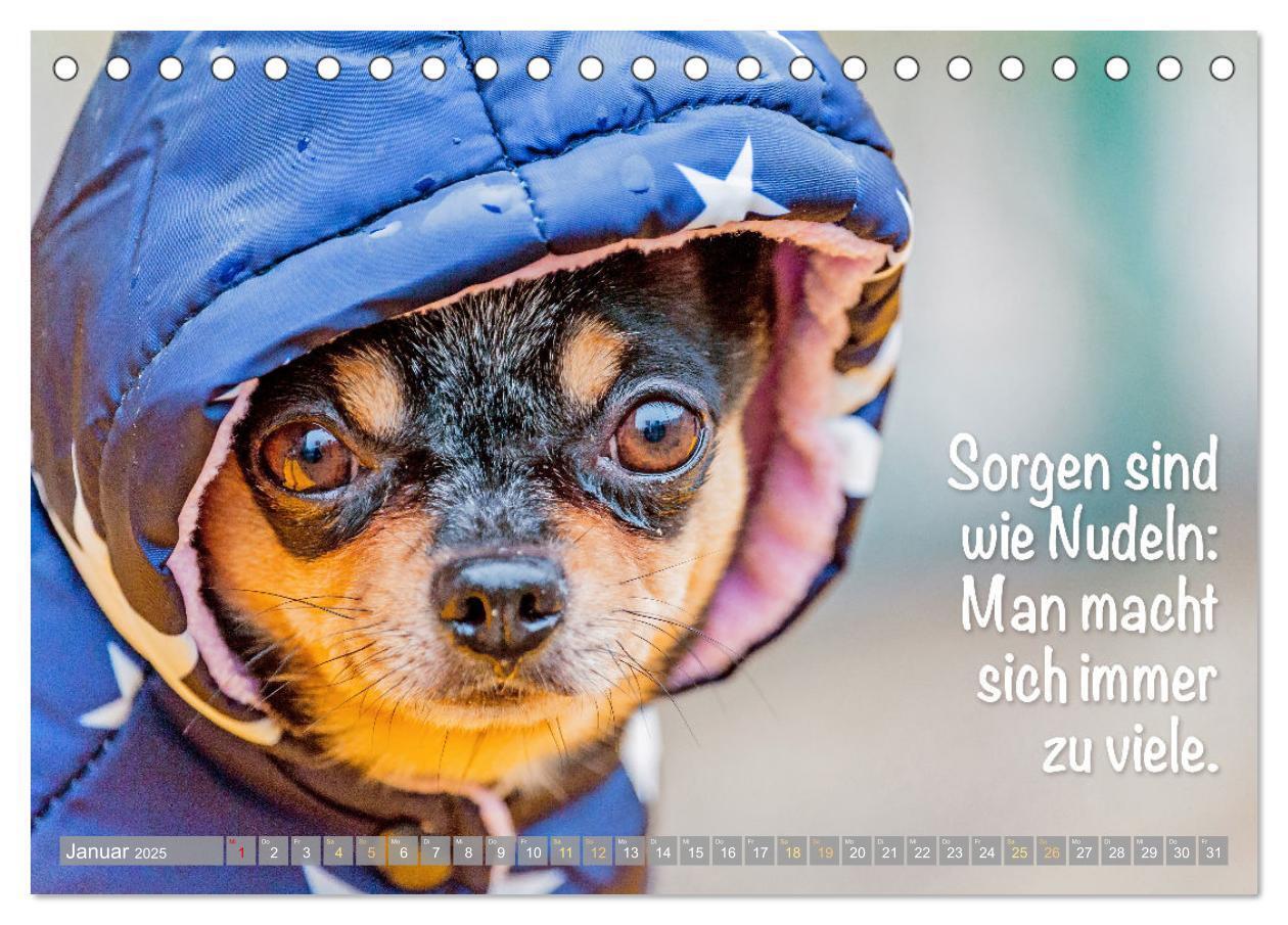 Bild: 9783457199879 | Chihuahua: Kleine Hunde, aber oho (Tischkalender 2025 DIN A5 quer),...