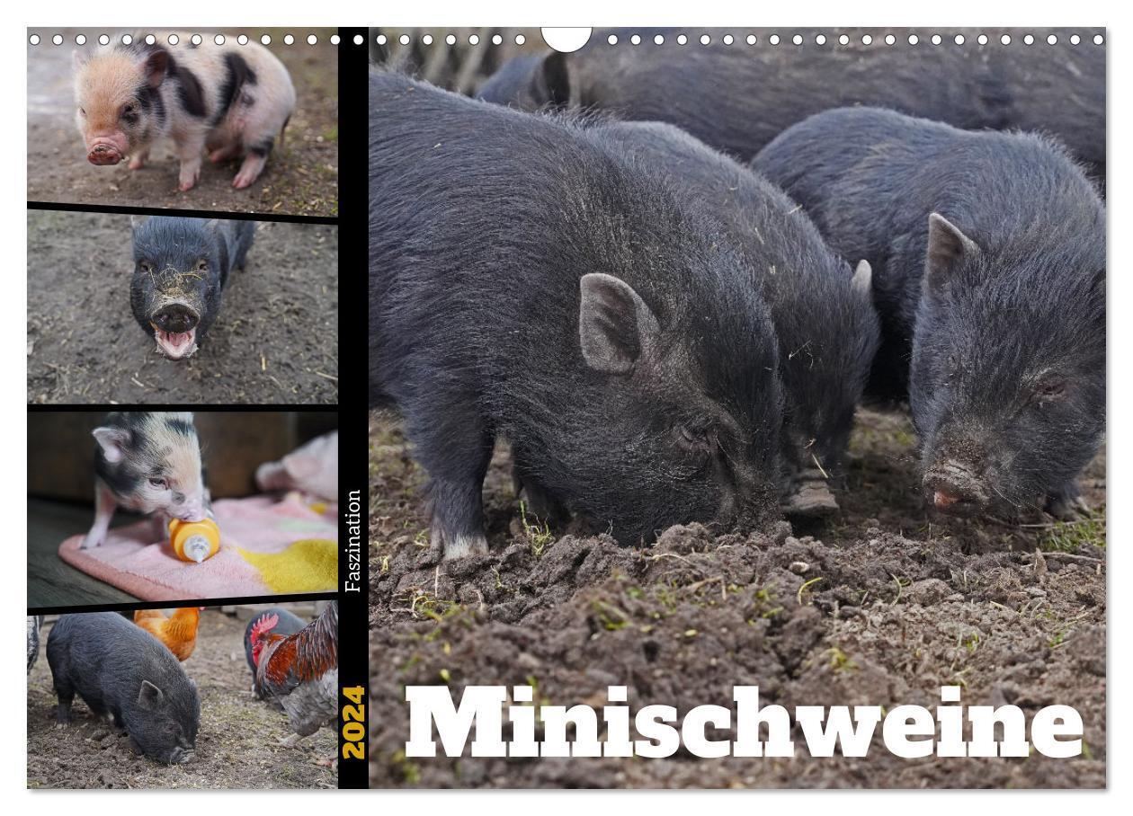 Cover: 9783675781825 | Faszination Minischweine (Wandkalender 2024 DIN A3 quer), CALVENDO...