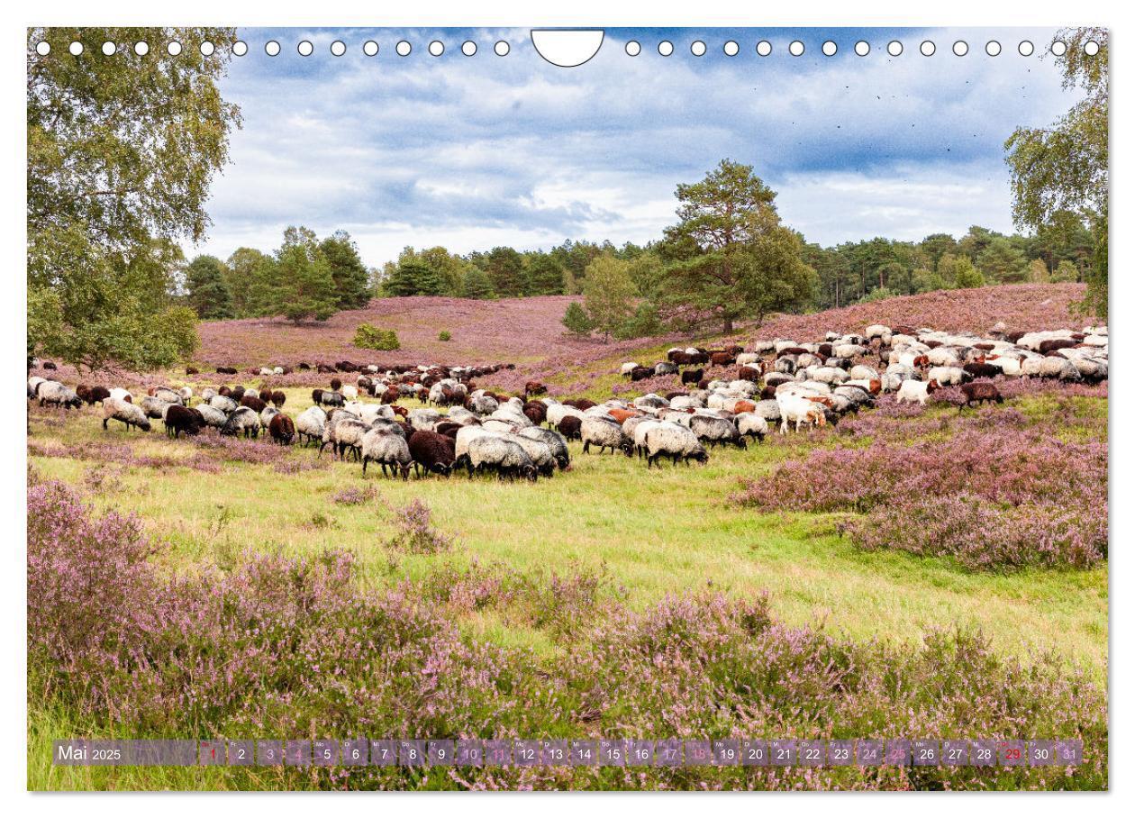 Bild: 9783383831249 | Im Blütenrausch der Lüneburger Heide (Wandkalender 2025 DIN A4...