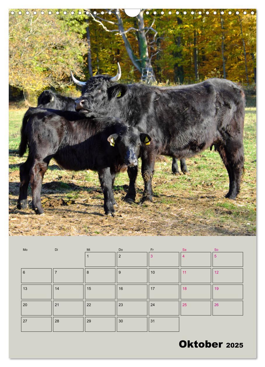 Bild: 9783435970049 | Kuhportraits Hornkühe (Wandkalender 2025 DIN A3 hoch), CALVENDO...