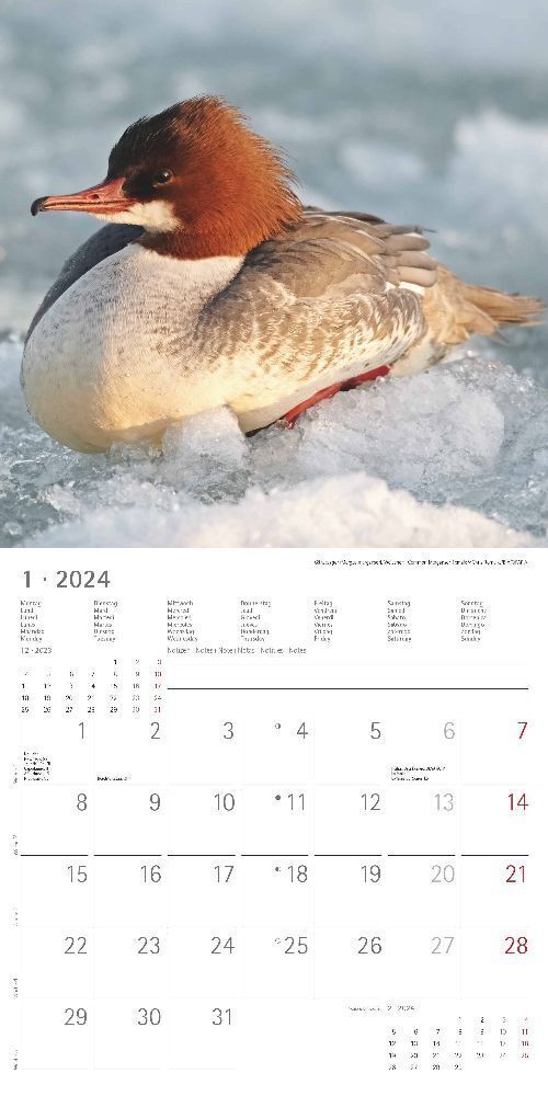 Bild: 4251732335403 | Vögel 2024 - Broschürenkalender 30x30 cm (30x60 geöffnet) -...